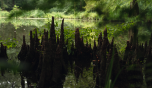 Multi-layered research project, 